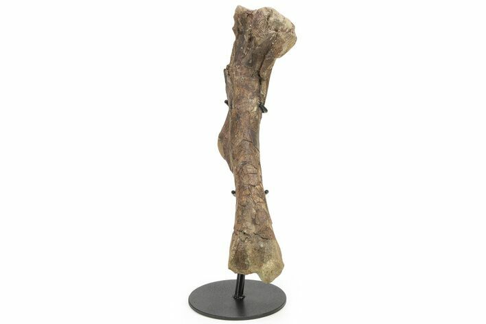 Hadrosaur (Brachylophosaurus?) Left Humerus w/ Bite Marks #227793